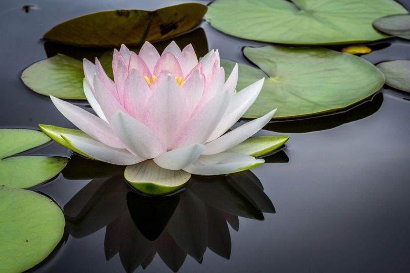 Discover Tranquility with Nordic Serenity Yoga.